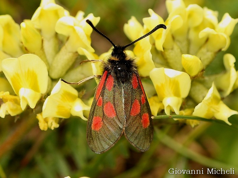 Zygaena exulans? S